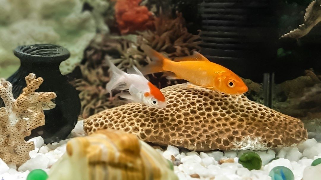 Two goldfish swimming over aquarium coral and white gravel