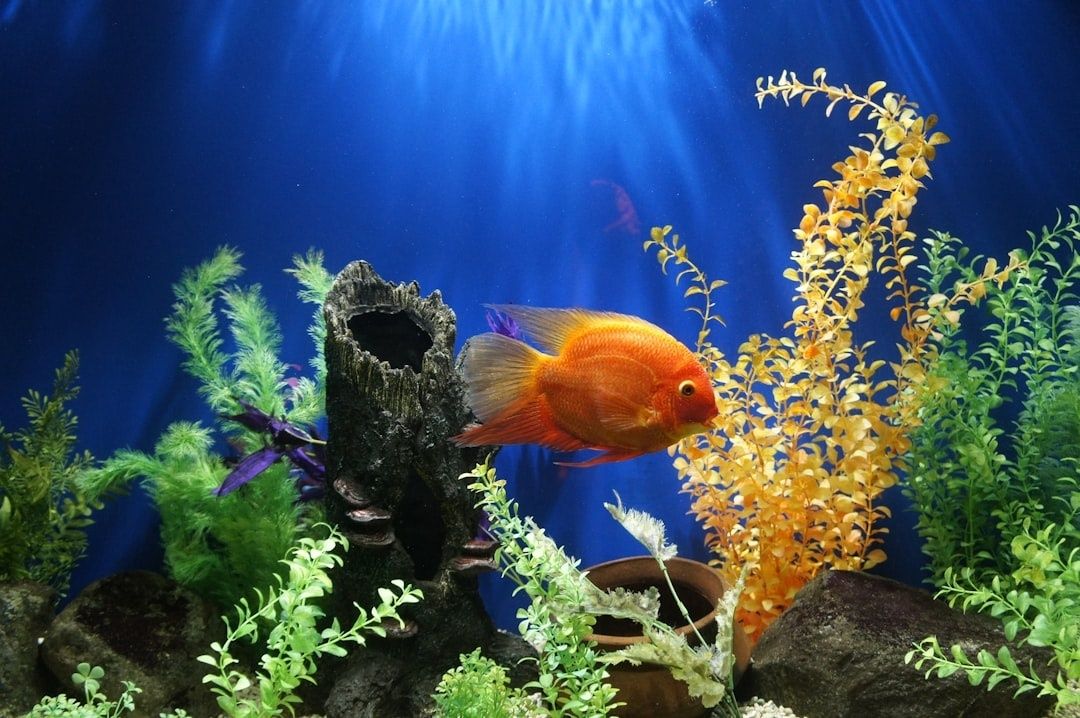 Orange fish swimming among plants and driftwood in a blue aquarium
