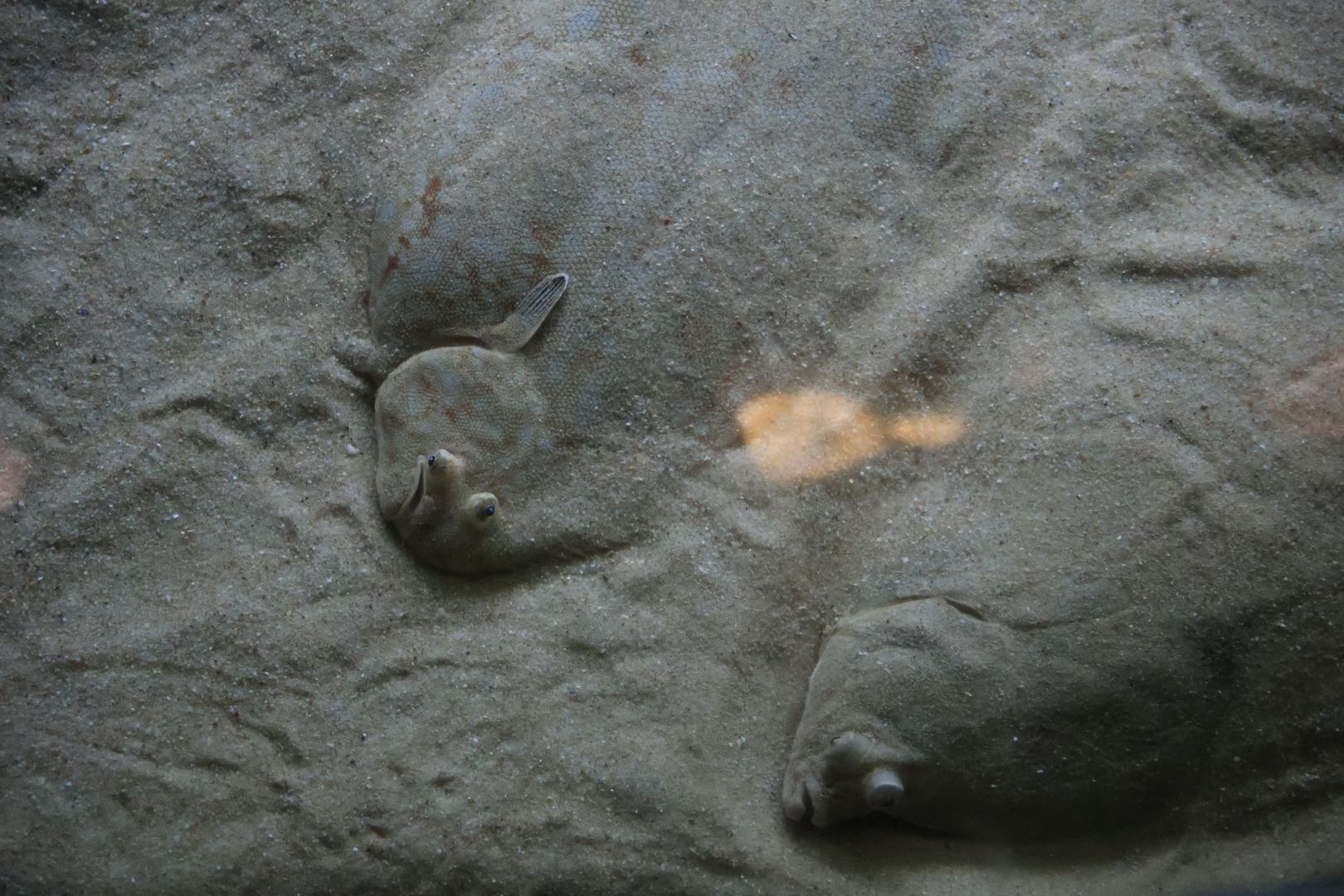 Two flat-bodied fish resting on the bare sandy bottom of an aquarium