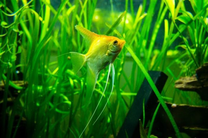 Yellow angelfish swimming among plants in a freshwater aquarium