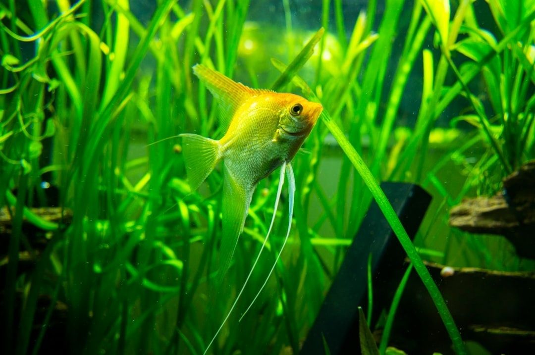 Yellow angelfish swimming among plants in a freshwater aquarium
