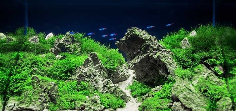Iwagumi-style aquarium with rocks, green plants, sand, and small fish